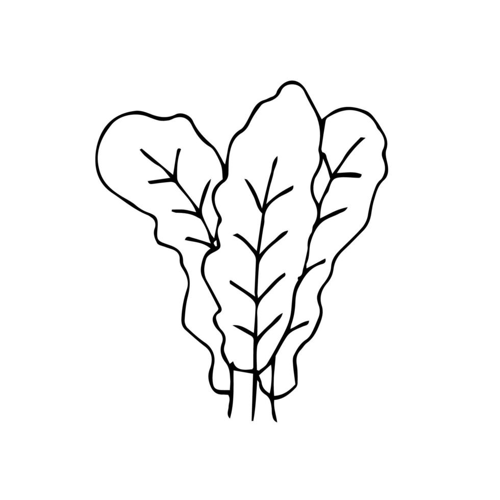 plantes dessinées à la main minimalistes de vecteur. illustration de plante pour logo et décoration dans un style vintage vecteur