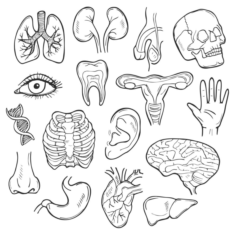 doodle jeu d'icônes de corps humain. collection d'illustrations vectorielles d'organes. bannière d'anatomie style d'art au trait dessiné à la main. vecteur