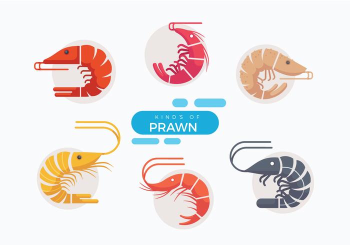 Illustration vectorielle de crevettes fraîches plat vecteur