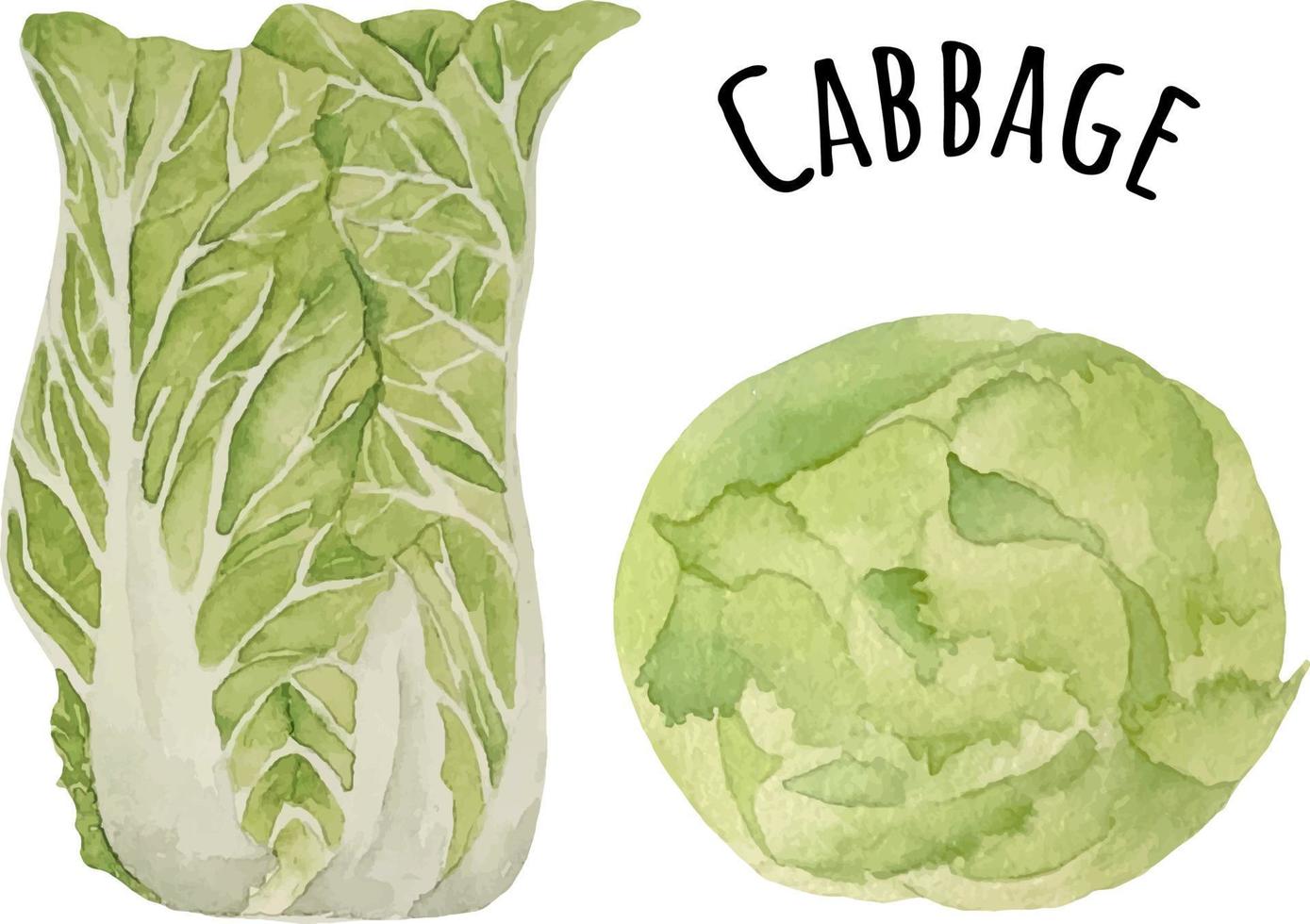 illustration aquarelle de chou napa vert et d'iceberg. légumes crus frais. vecteur