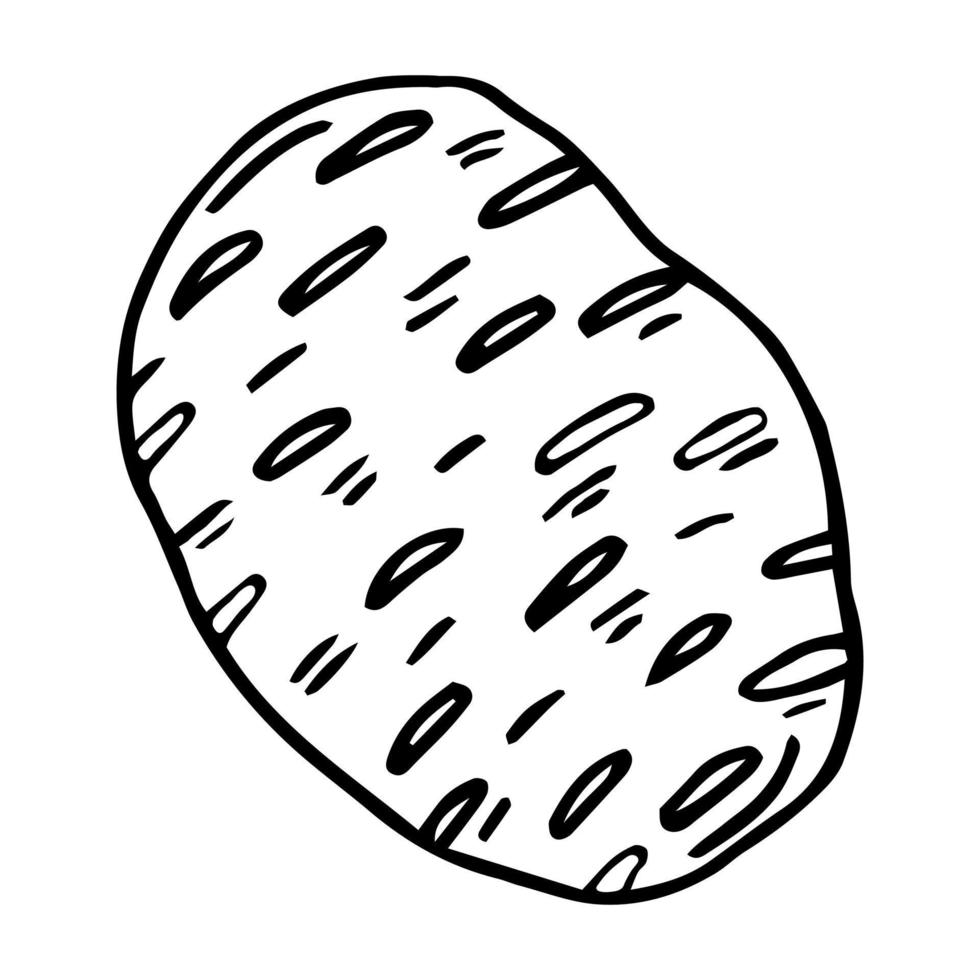 tubercule de pomme de terre. vecteur. contour de dessin d'un légume sur fond blanc. esquisser. marqueur de dessin sur papier. objet isolé. vecteur