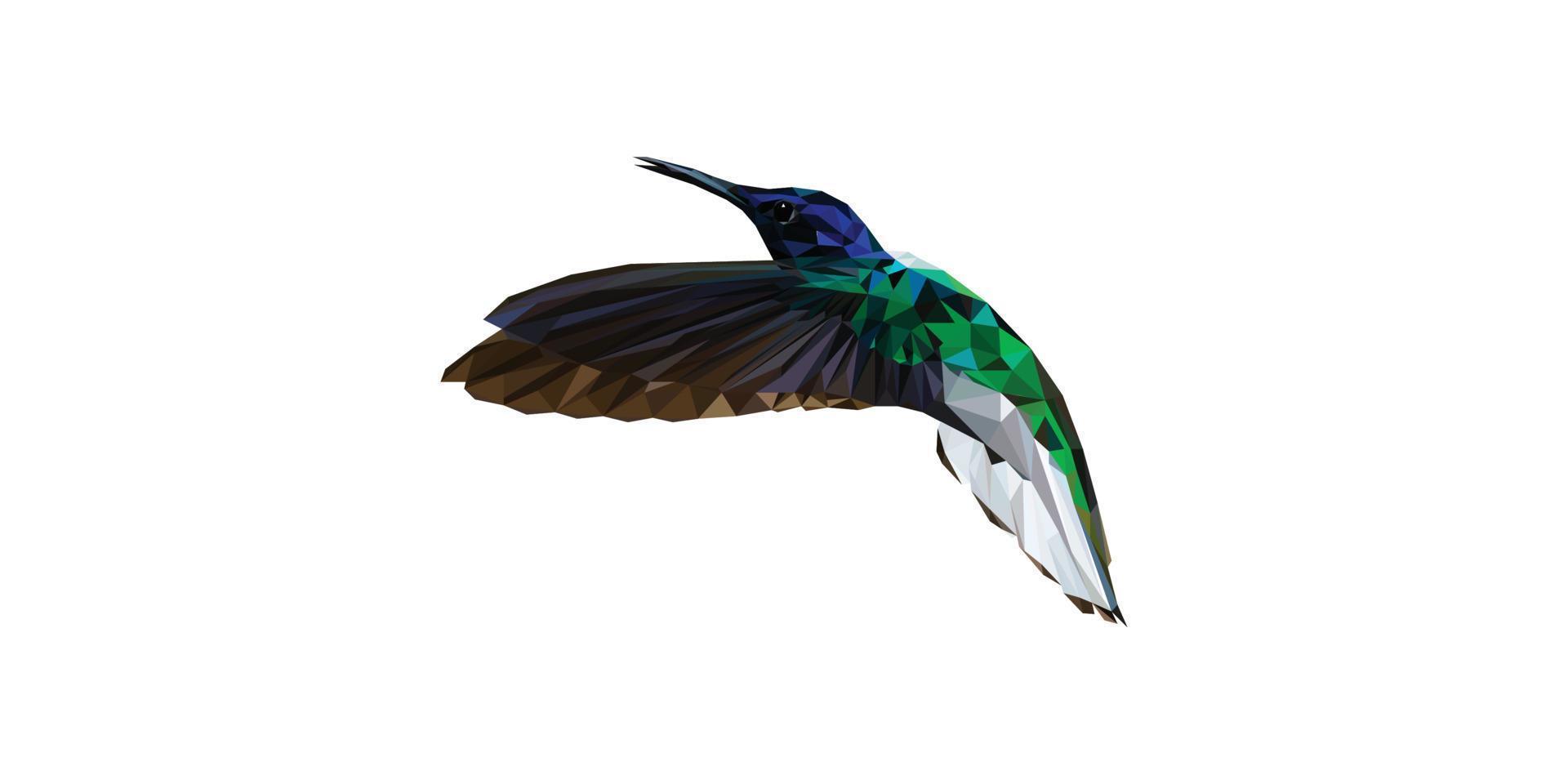 illustration polygonale de colibri sur fond blanc vecteur