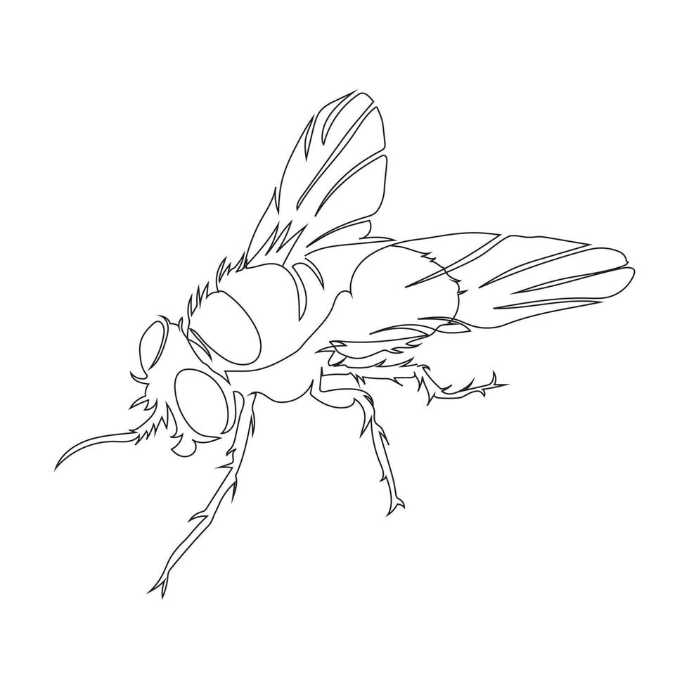style de dessin d'art de ligne de mouche, le croquis de mouche noir linéaire isolé sur fond blanc, la meilleure illustration vectorielle d'art de ligne de mouche. vecteur