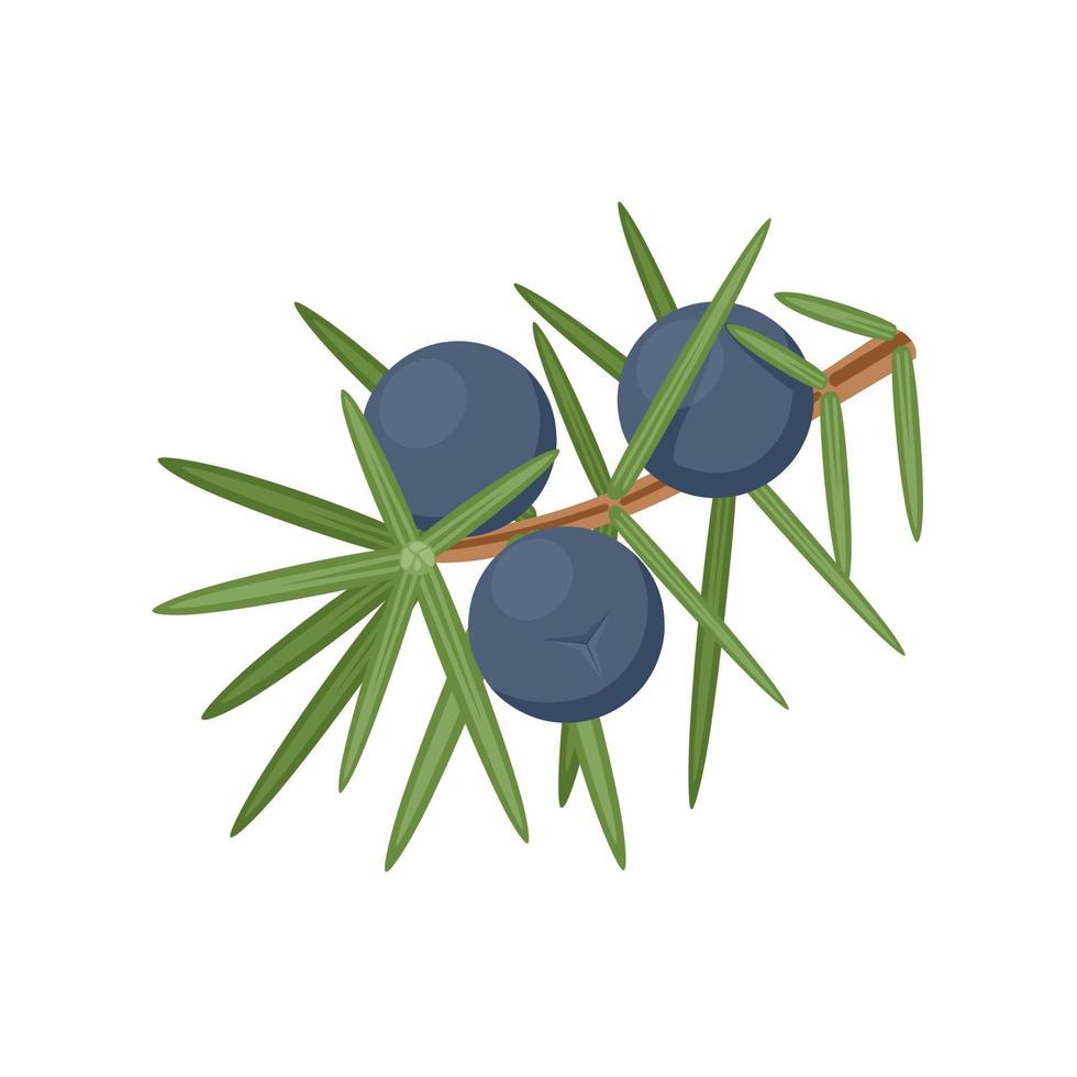 illustration vectorielle, baies de genévrier avec feuilles, isolées sur fond blanc. vecteur