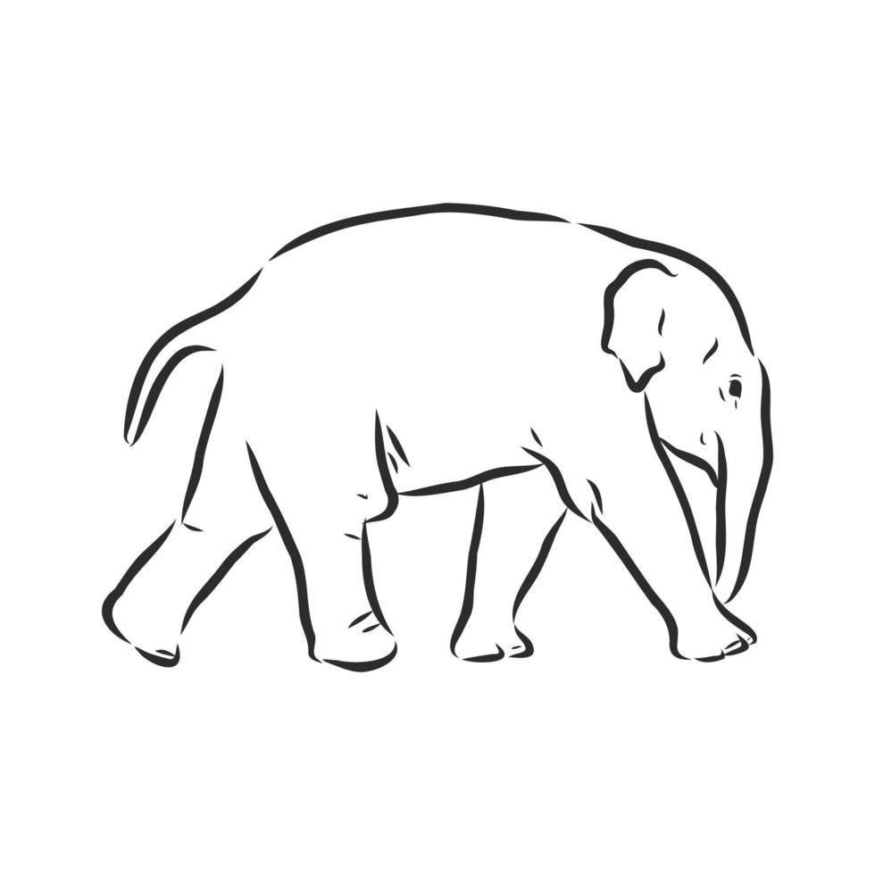 croquis de vecteur d'éléphant