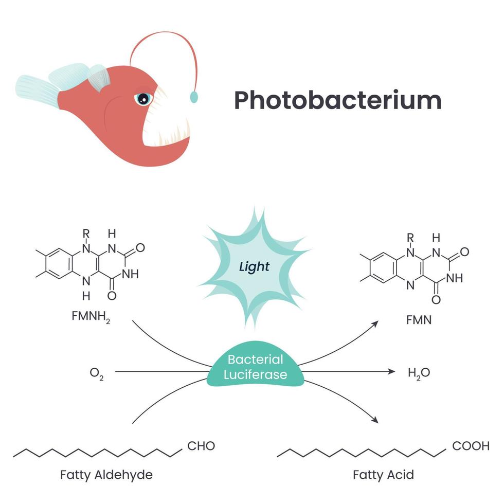 photobactérie réaction chimique illustration vectorielle scientifique infographie vecteur