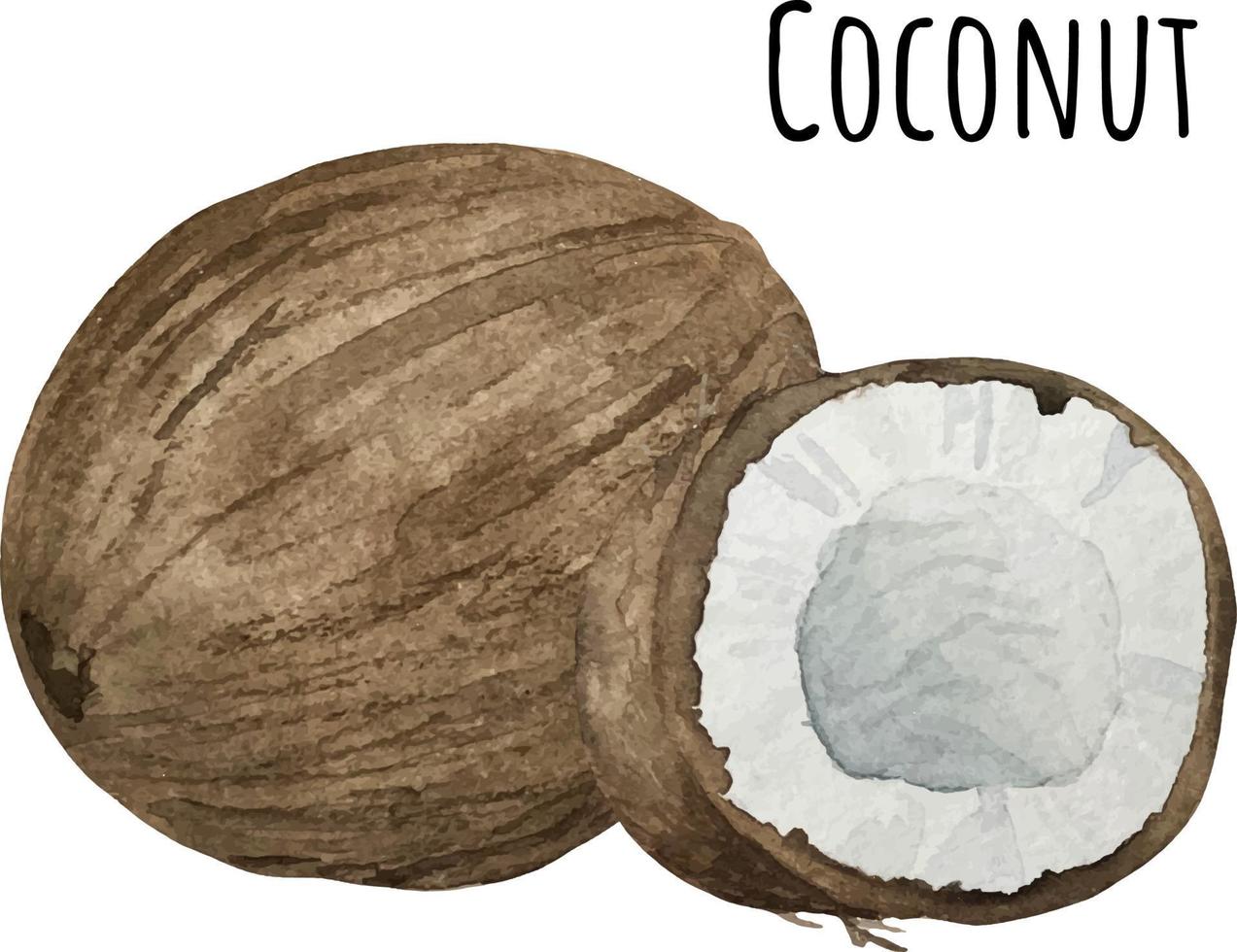 illustration aquarelle de noix de coco. fruits crus frais. illustration d'amant de noix de coco vecteur