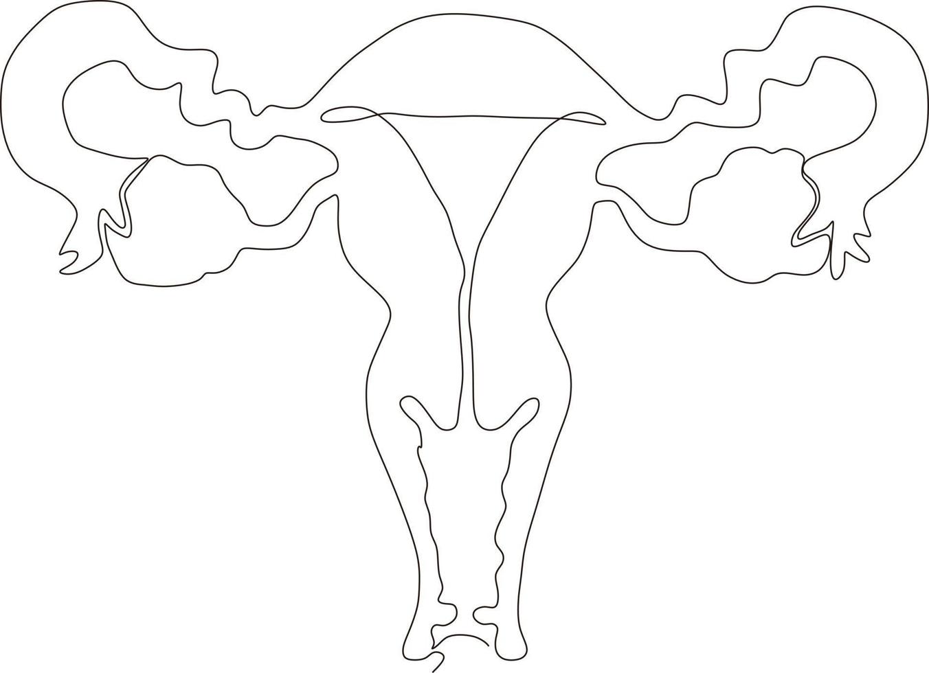 dessin au trait continu de l'utérus reproducteur féminin vecteur