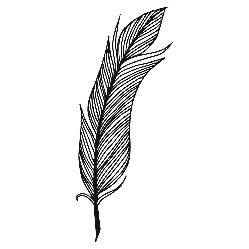 illustration vectorielle d'ornement de plumes en couleurs noir et blanc vecteur