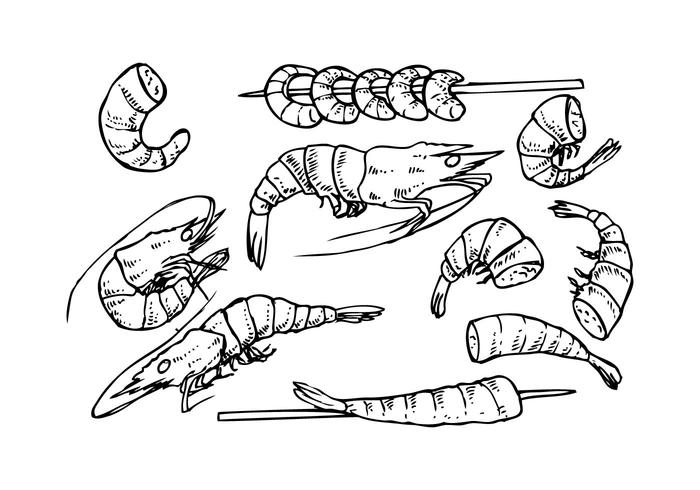 Croquis gratuit de vecteur d'icône de croquis de crevettes