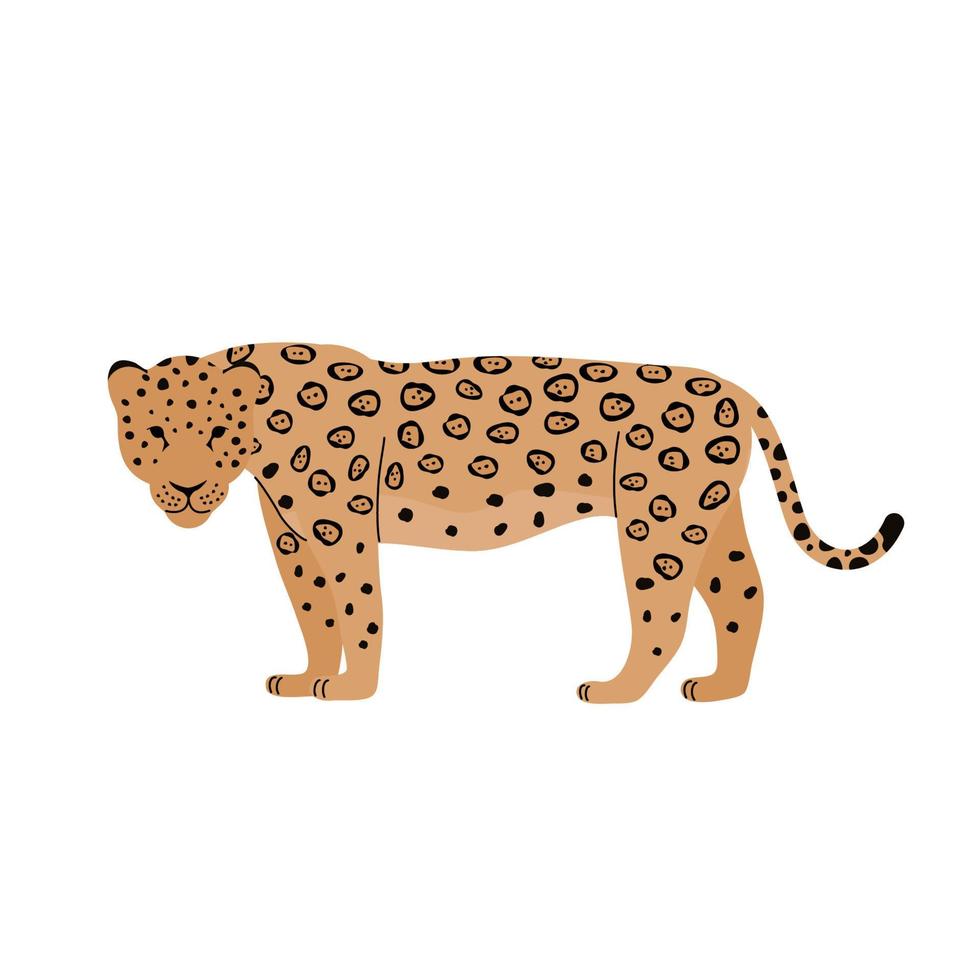 illustration vectorielle de jaguar sur fond blanc. gros chat. vecteur