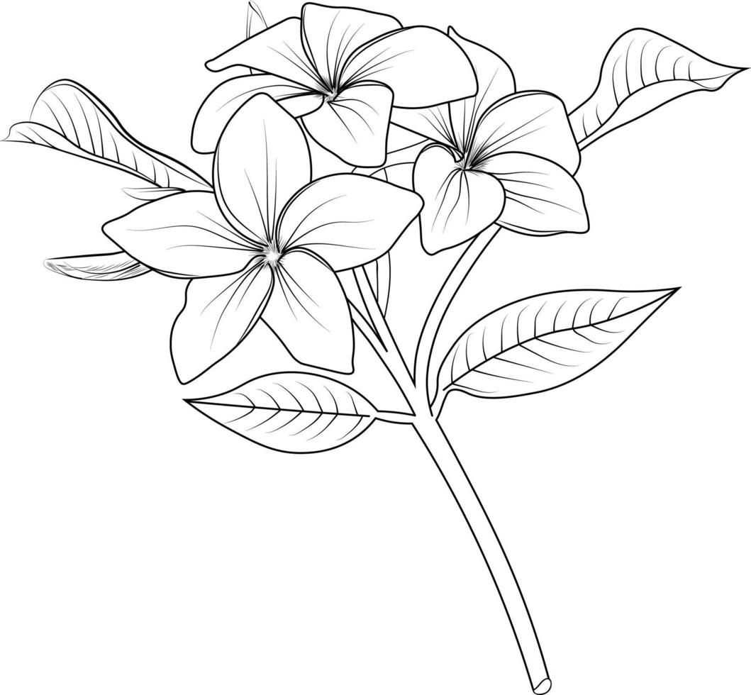 illustration de fleur de frangipanier, dessin vectoriel au crayon, bouquet de coloriage floral et livre isolé sur fond blanc clipart.