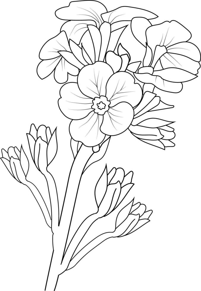 dessin de primevère pour les livres à colorier, croquis d'illustration de fleurs dessinées à la main isolées sur blanc. fleur de printemps et style d'art à l'encre, élément de jardin botanique. vecteur