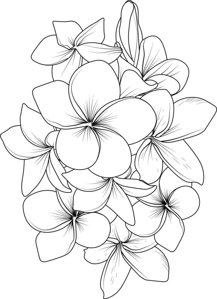 fleur de frangipanier isolée illustration de croquis vectoriel dessiné à la main, branche de collection botanique de bourgeons de feuilles collection naturelle page de coloriage bouquets de fleurs art gravé à l'encre.