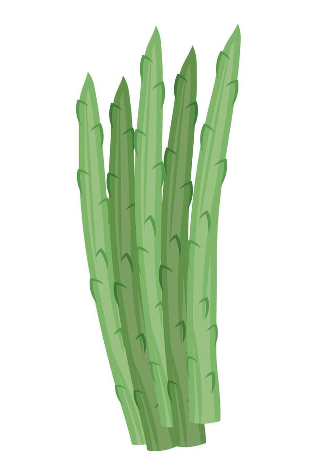 asperges légumes frais vecteur