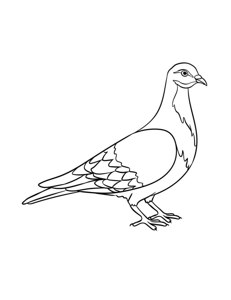 page de coloriage isolé de pigeon pour les enfants vecteur