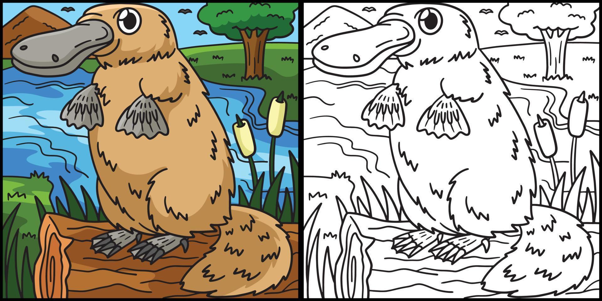 ornithorynque coloriage illustration colorée vecteur