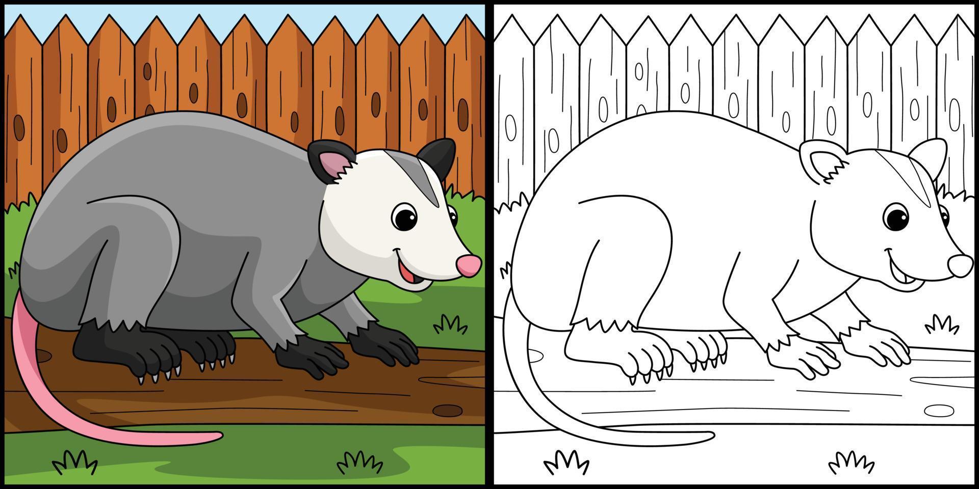 coloriage animal opossum illustration colorée vecteur