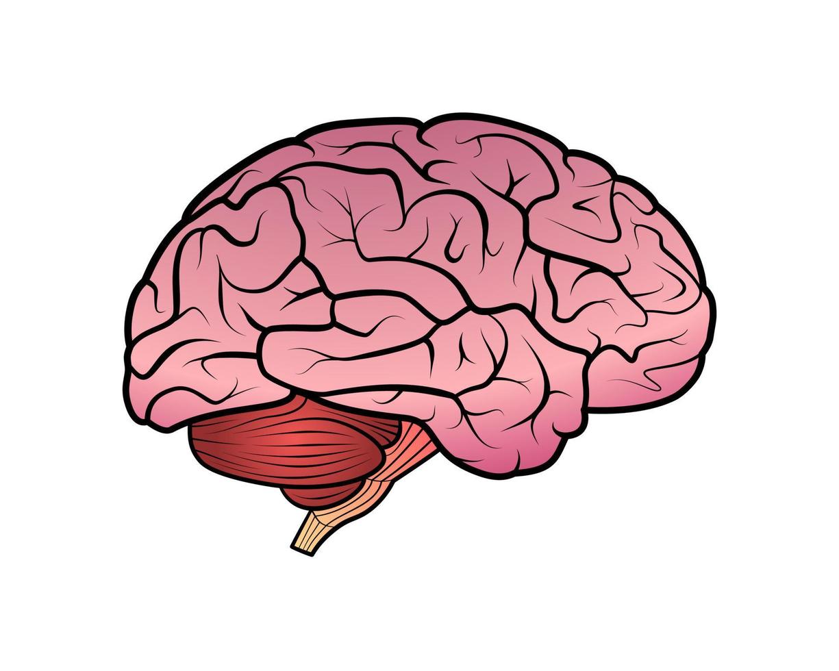 dessin d'illustration de dessin animé de cerveau vecteur