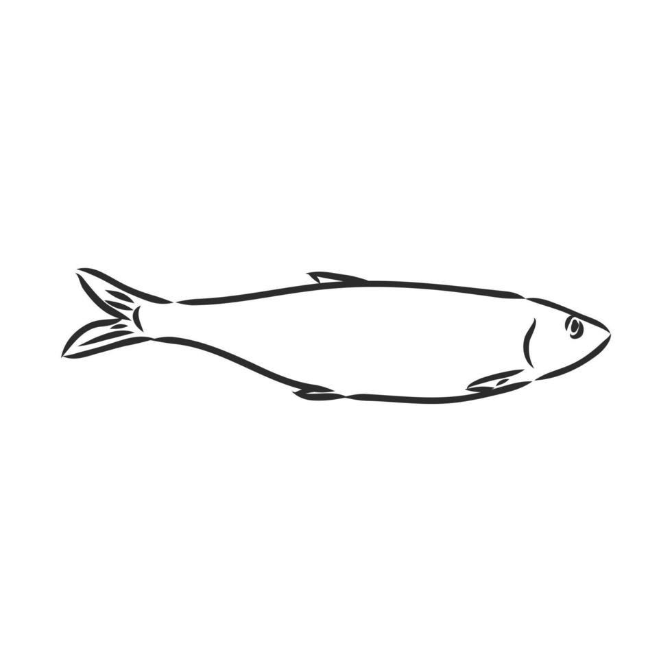 croquis de vecteur de poisson