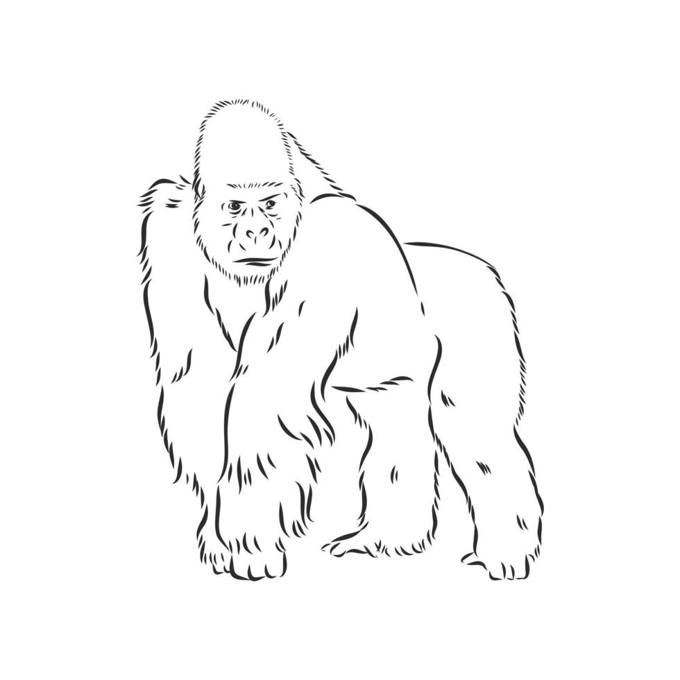 croquis de vecteur de singe