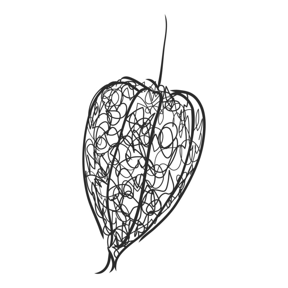 croquis de vecteur de physalis