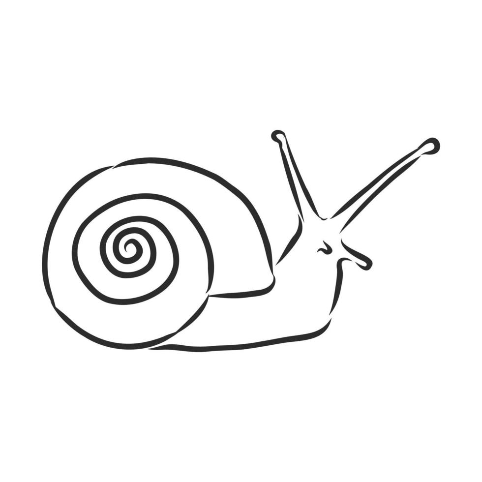 croquis de vecteur d'escargot