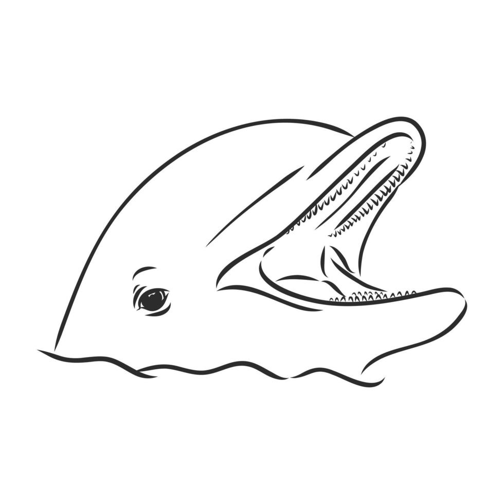 croquis de vecteur de dauphin