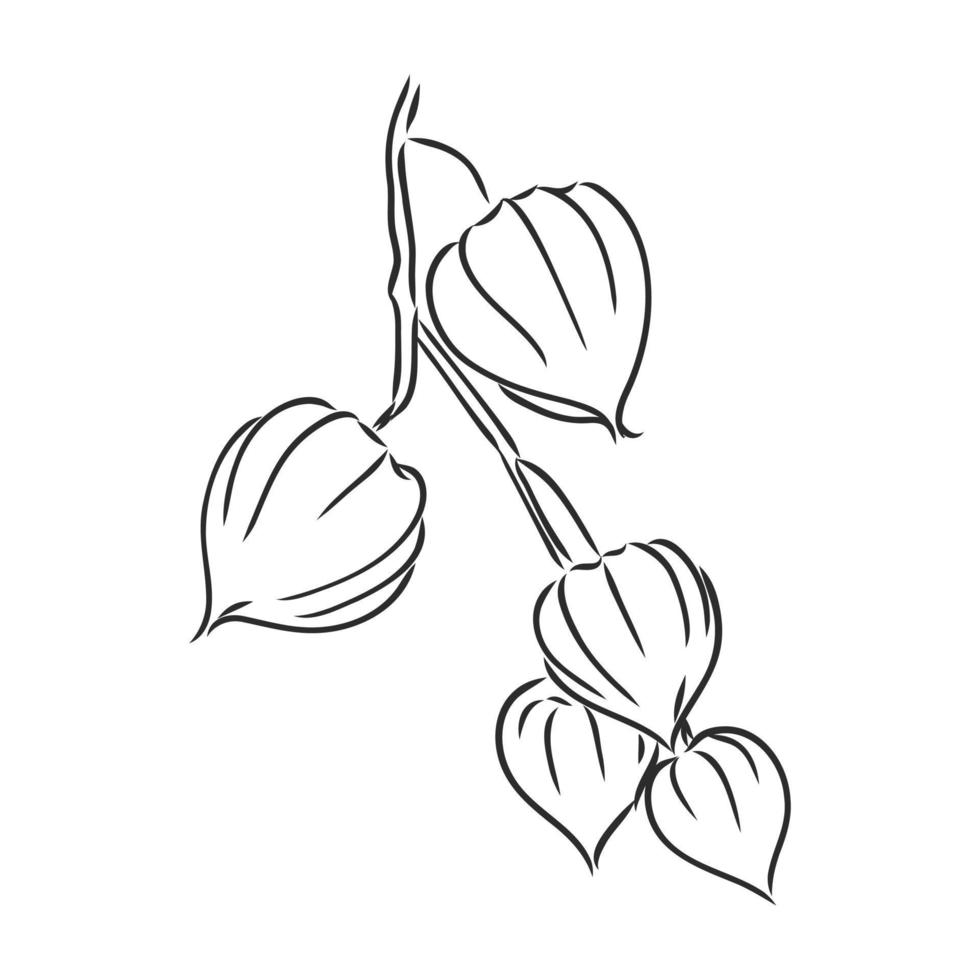 croquis de vecteur de physalis