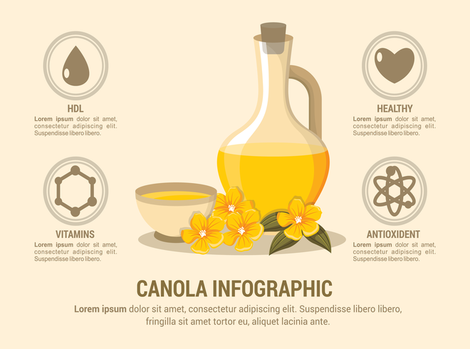 Infographie canola vecteur