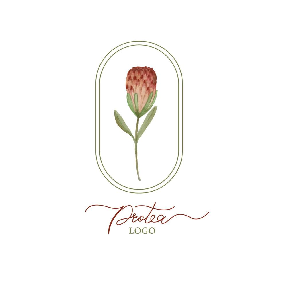 aquarelle dessin vectoriel fleur exotique protea fleur australie, logo botanique.