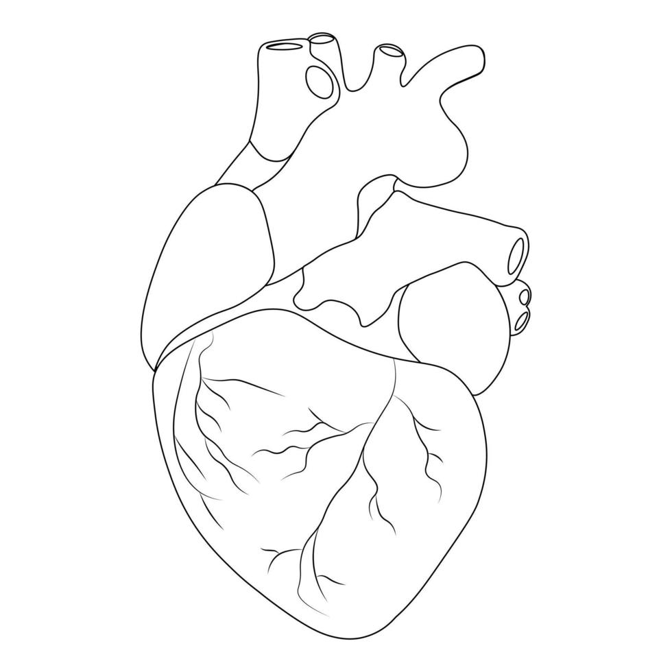 cœur humain. anatomie. symbole des organes. illustration vectorielle. vecteur