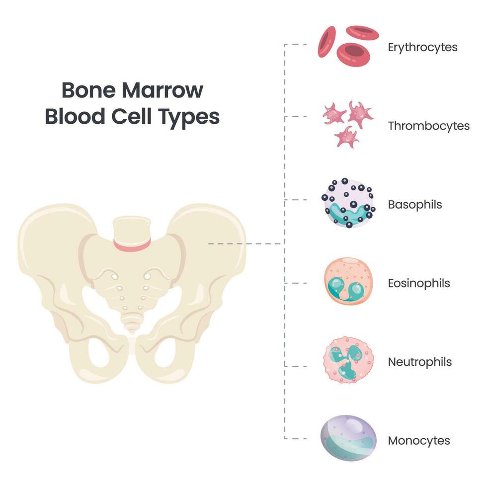 types de cellules sanguines de la moelle osseuse illustration vectorielle scientifique vecteur