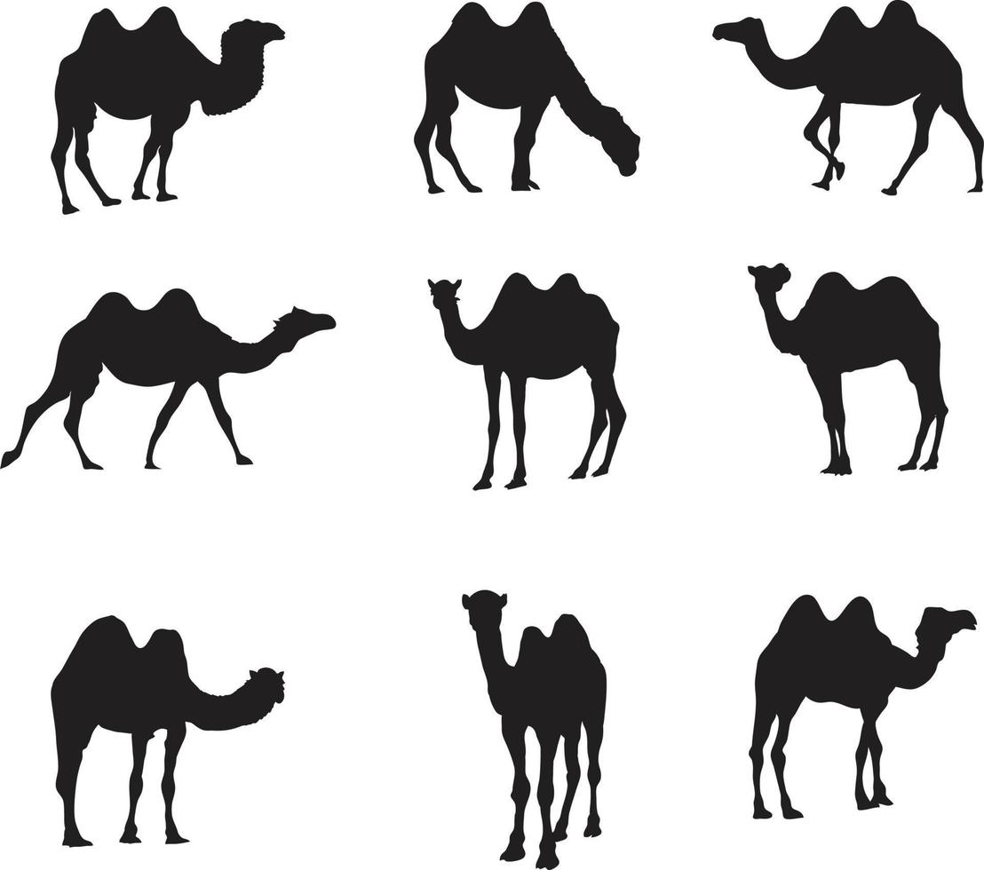 une collection vectorielle de chameaux vecteur