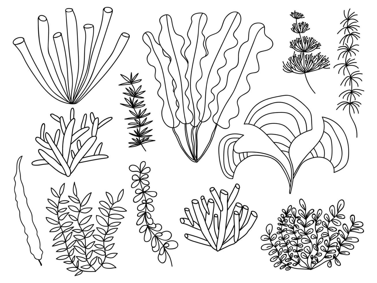 ensemble de vecteurs d'algues. différents types d'algues et de plantes marines. illustration d'herbe de mer doodle dessinés à la main. vecteur