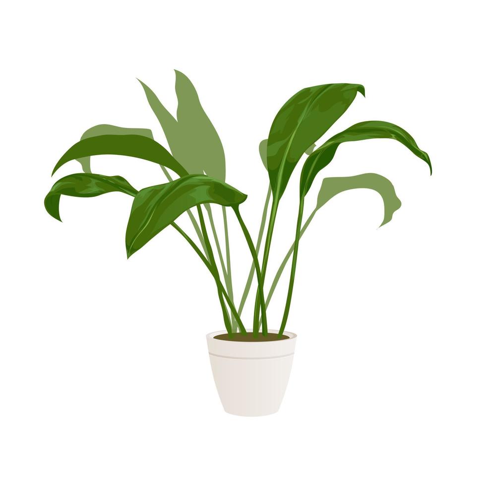 plante de maison ou de bureau réaliste pour la décoration intérieure et la décoration. plante tropicale et exotique. illustration vectorielle de style minimaliste vecteur