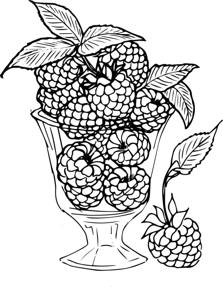 baies dans un panier. fraises, groseilles, framboises. illustration de doodle, livre de coloriage pour adultes et enfants. vecteur