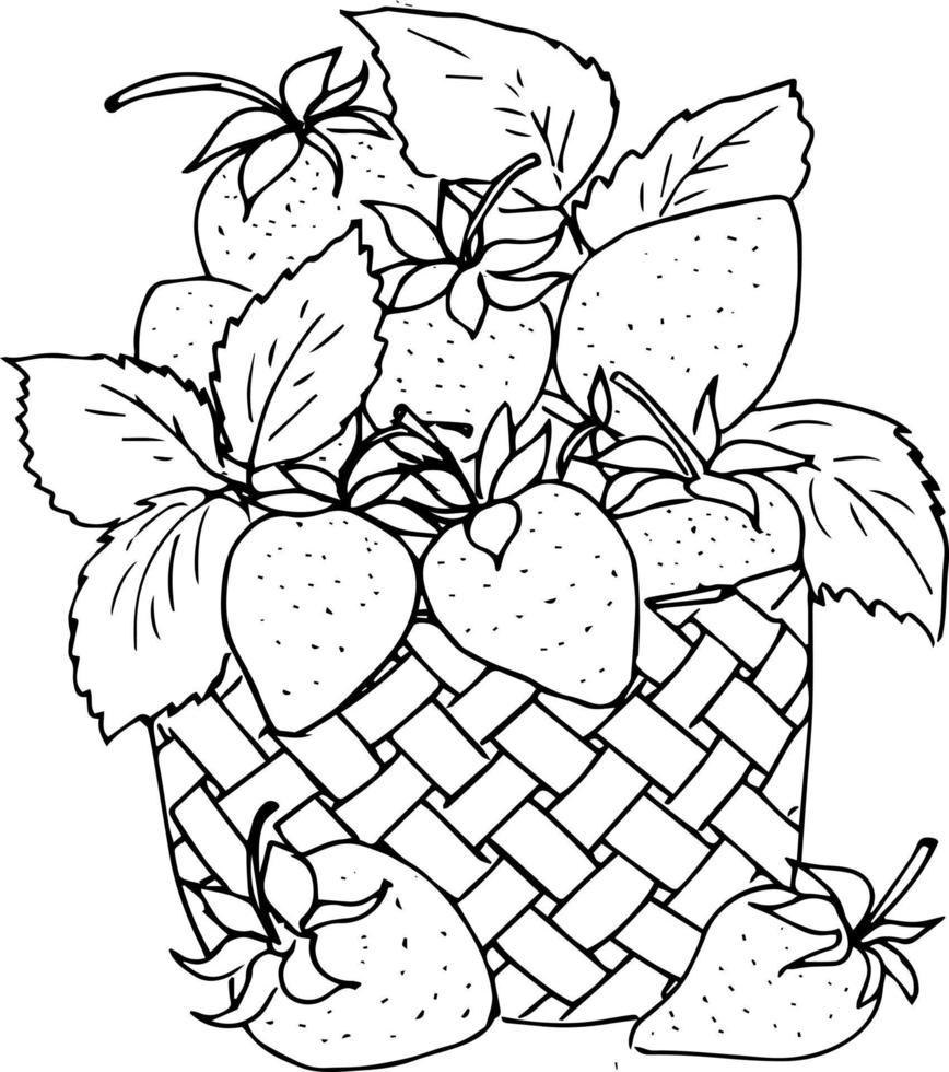 baies dans un panier. fraises, groseilles, framboises. illustration de doodle, livre de coloriage pour adultes et enfants. vecteur