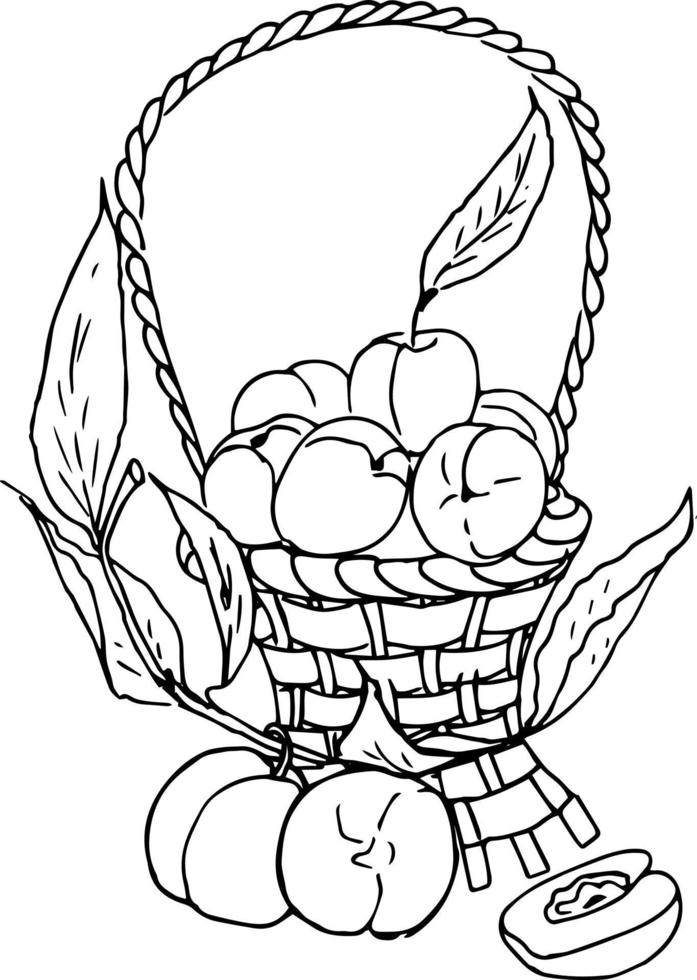 baies de fruits dans un panier. pommes, grenade, prune poire. illustration de doodle, livre de coloriage pour adultes et enfants. vecteur