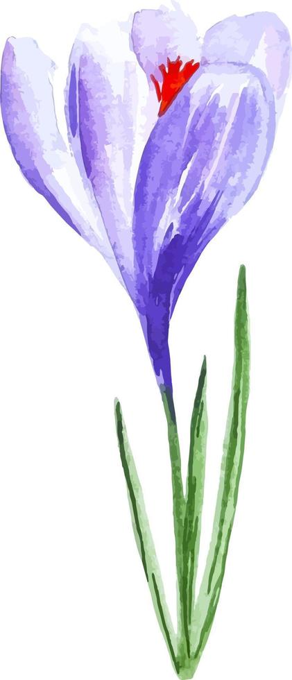 aquarelle dessinés à la main printemps fleur pourpre crocus clipart vecteur