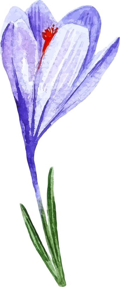 fleur de crocus violet aquarelle isolé sur blanc clipart vecteur