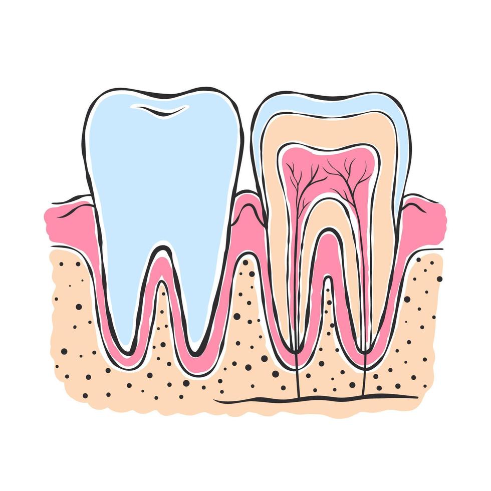 anatomie de la dent. dessin de style croquis. infographie en dentisterie. illustration vectorielle vecteur