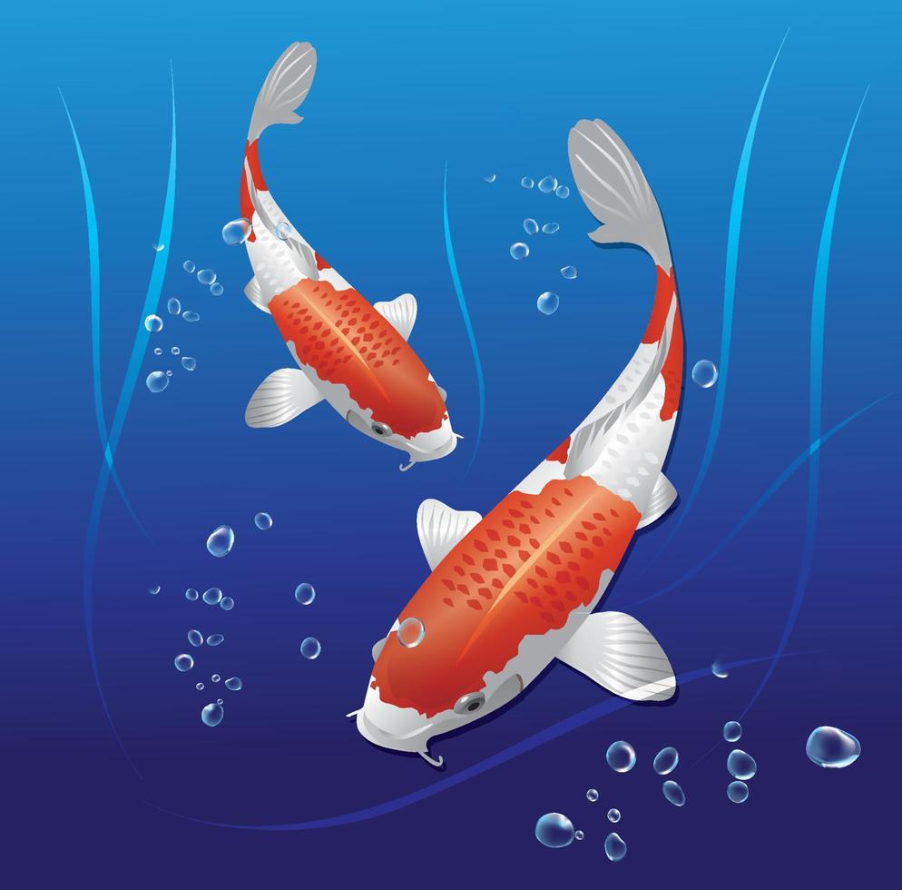 illustration de koi nageant dans l'eau vecteur