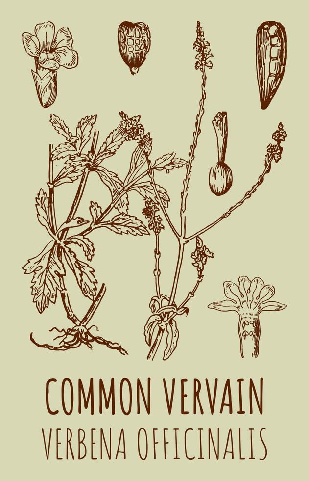 dessins vectoriels de verveine commune. illustration dessinée à la main. nom latin verbena officinalis. vecteur