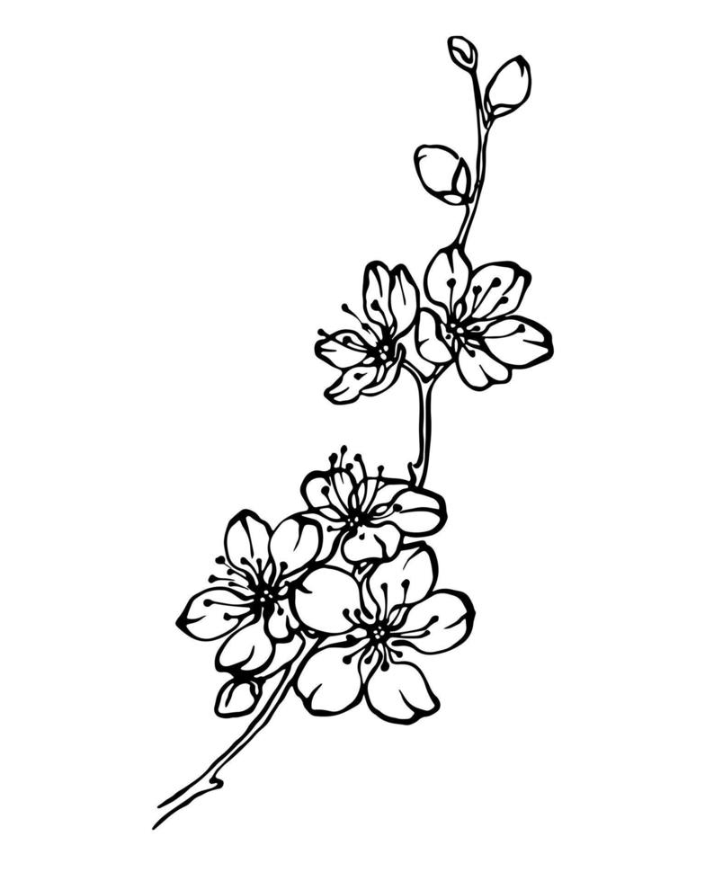 fleur de cerisier, branche de sakura de printemps contour noir et blanc illustration vectorielle dessinée à la main vecteur