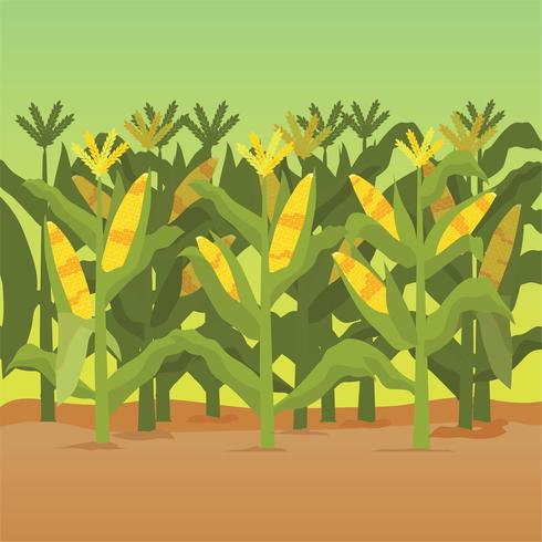 Illustration de tiges de maïs vecteur