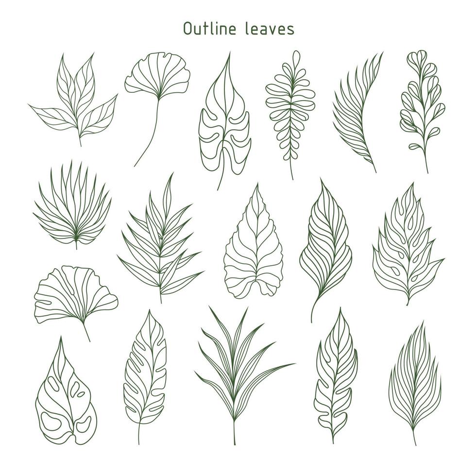 ensemble de feuilles de contour. plantes tropicales. herbier. parfait pour les conceptions de produits à base de plantes. vecteur