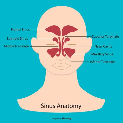 Illustration de l'anatomie sinusale vecteur