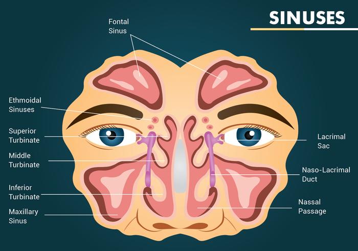 Sinus Vector Design