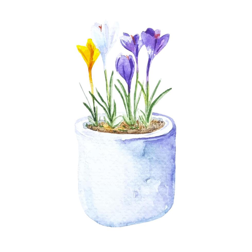 aquarelle printemps coloré crocus fleurs dans le pot de fleurs isolé clipart vecteur